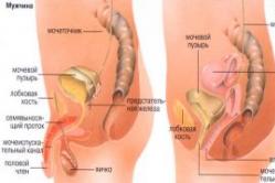 Prostatitída a uretritída vírusovo-herpetickej povahy: nahlas o delikátnom probléme Spôsoby prenosu genitálneho herpesu a cesta vírusu v tele