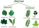 Struktur daun tumbuhan, jenis susunan helaian daun, fotosintesis dan transpirasi Struktur anatomi daun yang khas