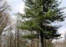 背の高い松の夢の解釈 背の高い針葉樹の木の夢の解釈