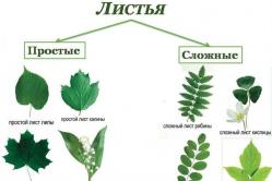 Stavba listu rastliny, typy usporiadania listových čepelí, fotosyntéza a transpirácia Anatomická stavba typického listu