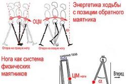 Human ability to walk upright