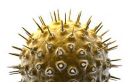 Vírusy HTLV-I: epidemiológia