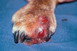 Penyakit gusi pada anjing: penyebab, pencegahan, pengobatan anjing Boxer setelah pengangkatan kista rahang
