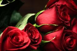 К чему снятся розы красные и розовые