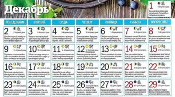 Calendario lunar de plantas de interior para diciembre.