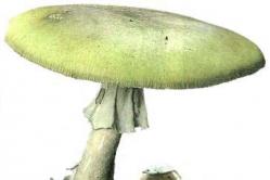Simptomat e helmimit nga kërpudhat Trajtimi i helmimit nga kërpudhat